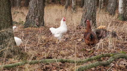 White chickens on rural farm backyard. Domestic poultry birds feeding on ground. Organic farming, free range livestock. Chickens walk on the earth Craft image that inspires eco confidence among buyers © Marina Demidiuk