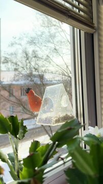 A male bullfinch has flown in and is eating seeds from the feeder on the window this winter. The feeder is filled with sunflower seeds. Caring for birds during the cold season