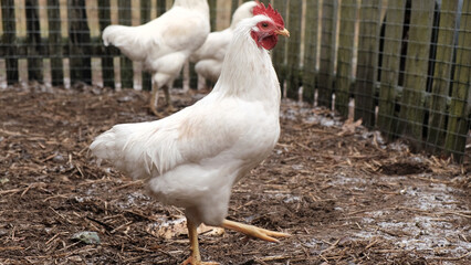 White chickens on rural farm backyard. Domestic poultry birds feeding on ground. Organic farming, free range livestock. Chickens walk on the earth Craft image that inspires eco confidence among buyers © Marina Demidiuk