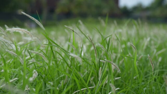 White Wild Grass Swaying in Open Meadow