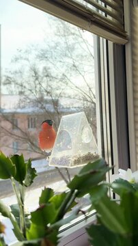 A male bullfinch eats seeds from a feeder on the window in winter and then flies away. The feeder is filled with sunflower seeds. Caring for birds during the cold season in the city