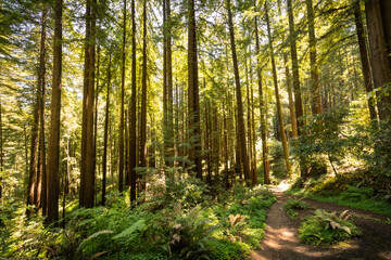 Fototapeta premium Sunlight filtering through towering ancient coast redwood trail with lush ferns