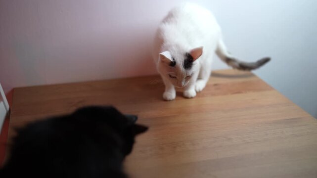 White cat with black spots cautiously approaches black cat on wooden table, white cat hesitates, crouches, sitting looking away, de-escalating tense encounter, domestic animal scene, slow motion.