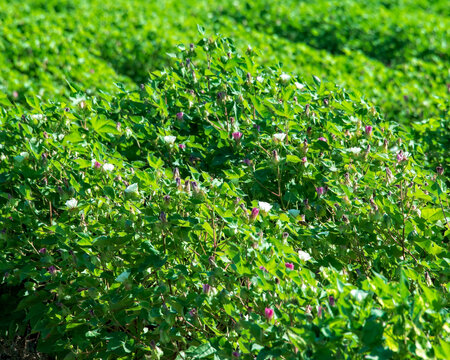Cotton Beginning to Flower in North Louisiana