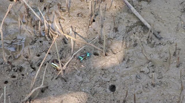 Blue Jade Fiddler Crab Lives in Mangrove Forest