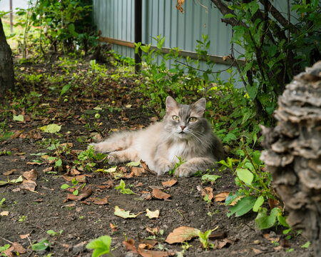 Grey fluffy cat resting in a rural garden with lush greenery  