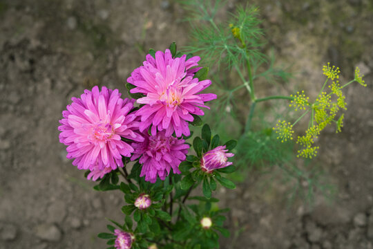 Pink Callistephus chinensis flowers surrounded by dill in a garden  