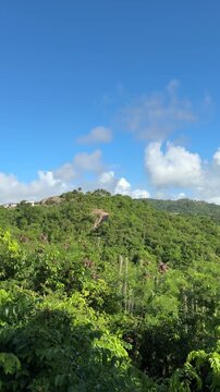 Lush tropical hillside with dense green vegetation and blue sky, Barbados