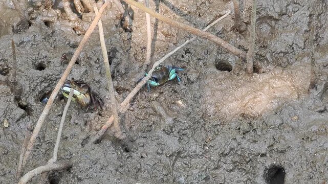 Blue Jade Fiddler Crab Lives in Mangrove Forest