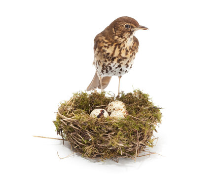 Close up of speckled songbird standing near natural nest with eggs in mossy setting with outdoor with bird watching