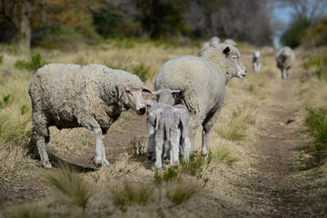 Fototapeta premium Flock of sheep in rural environment,Patagonia,Argentina
