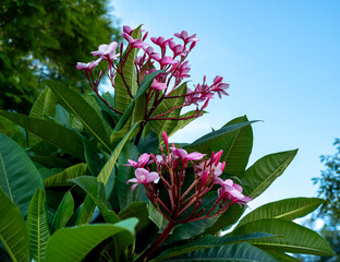 flor, flores, flores rosas, flor tropical, plumeria, frangipani, flor de mayo, Plumeria rubra, planta tropical, flores tropicales, jardín, naturaleza, naturaleza tropical, botánica, planta ornamental, © fergomez
