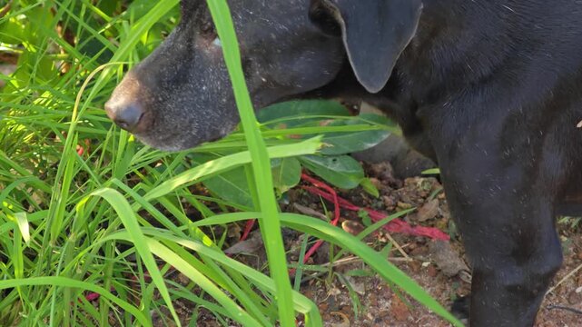 Black dog nibble on grass to get extra dietary fiber.