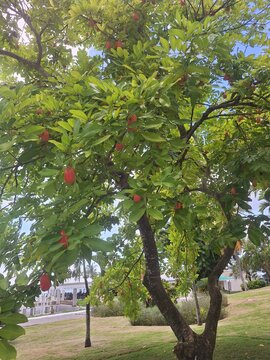 ackee tree with ackee fruit in Jamaica 