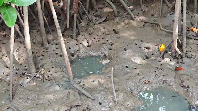 Mudskipper , Mudflat , Seawater , Mangrove , Mangrove Habitat