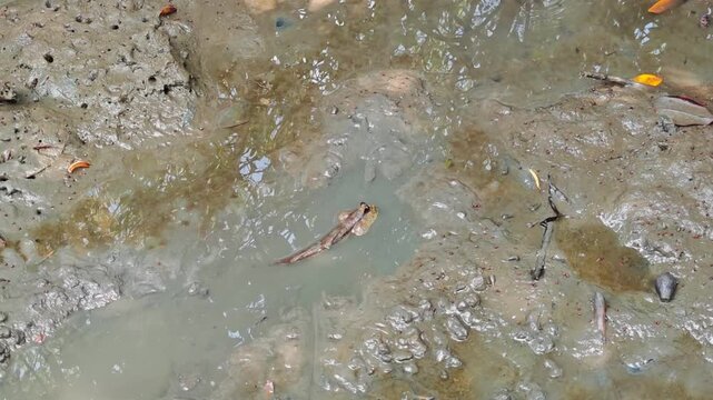 Mudskipper , Mudflat , Seawater , Mangrove , Mangrove Habitat