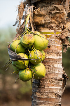 Cluster of green coconuts growing on coconut palm tree in agricultural farm at northern Thailand, cultivation of tropical fruits and food production, organic gardening, coconuts ready for harvest.