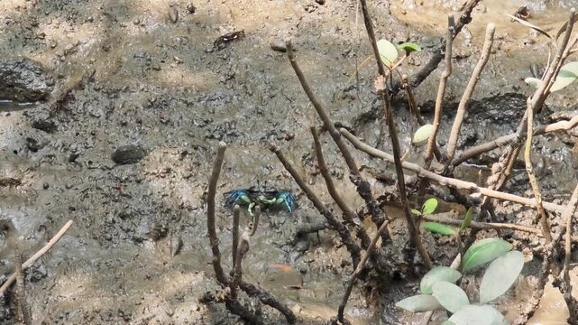 Blue Jade Fiddler Crab Lives in Mangrove Forest