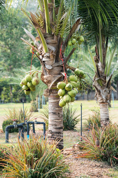 Bunch of green coconuts growing hanging on trunk of exotic coconut palm tree in Thailand village, organic gardening in countryside farm, coconuts growing on palm tree, agriculture and food production.