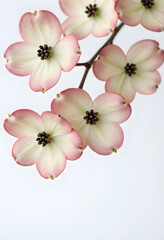 Obraz premium Spring bloom and natural beauty, pink dogwood flowers on a branch, delicate floral design isolated on white background