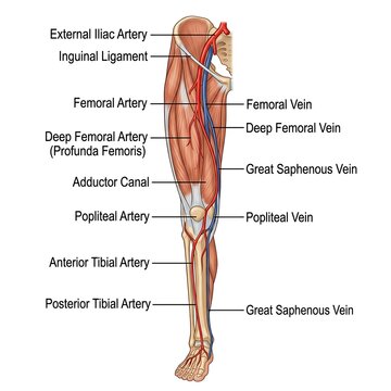 Detailed anatomical depiction of the human leg's vascular network showcasing arteries and veins crucial for circulation from the inguinal ligament to the foot emphasizing circulatory pathways in medic