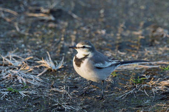 Close-up of a white wagtail bird standing on ground in warm morning sunlight in winter