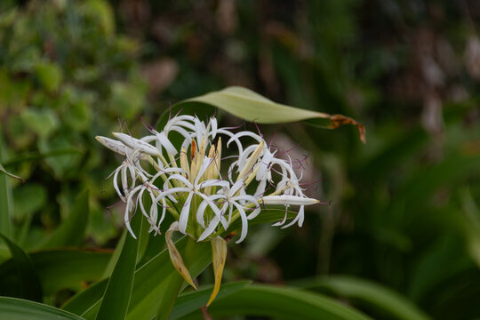 Close-up of blooming white spider lily crinum asiaticum flowers with green foliage in summer garden