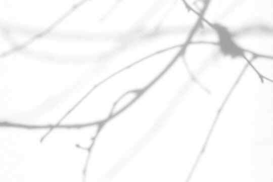 Real thin bare branch shadow cut out on a transparent png background with soft diffused edges. Anchors a minimalist wellness mockup overlay, stark and cold architectural design as a png overlay.