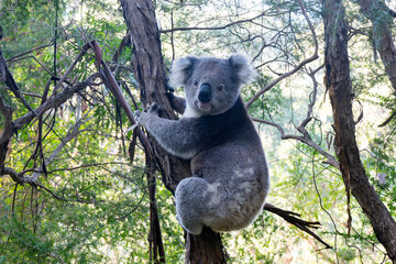 A wild koala clinging to a tree trunk in natural eucalyptus bushland near Warburton Victoria Australia © FiledIMAGE