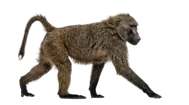 Wild Olive Baboon Monkey Walking Side Profile Wildlife Animal