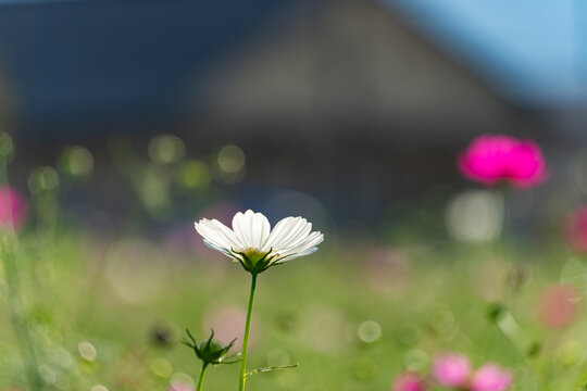Close-up of a blooming white cosmos flower against soft bokeh lights and pink cosmos field in autumn