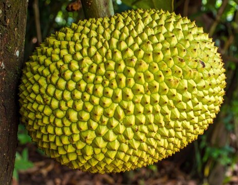Large green jackfruit hanging on tropical tree trunk.