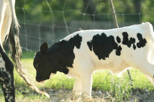 Close-up of a spotted calf in a farm pasture during summer