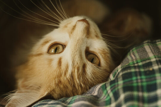 Close-up of an orange tabby cat looking up with a kitten blurred in the background