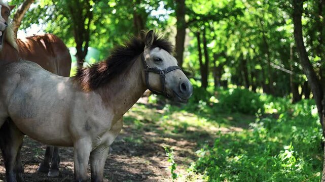 Fjord horse standing in a sunlit forest. Beautiful dun pony with black mane wearing a bridle. Rural scene with farm animal in nature environment, wild life.