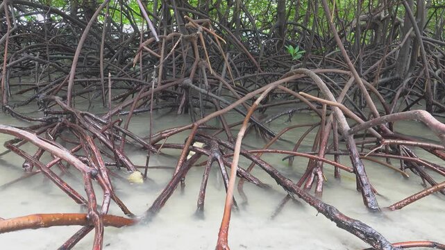 Mangrove forests at low tide. Thailand. The Andaman Sea. Bruguiera and Rhizophora with roots supports and aerial roots prevails