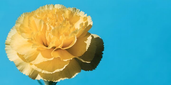 Yellow carnation flower macro blue frame.