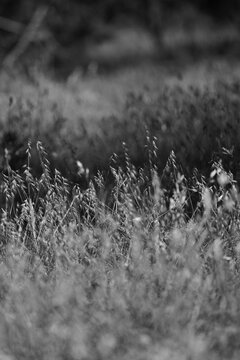 Close-up of wild Texas grama grass and seed heads in a pasture in black and white
