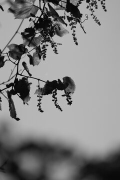 Black and white photograph of wild Mustang grape vine leaves and fruit clusters against the sky