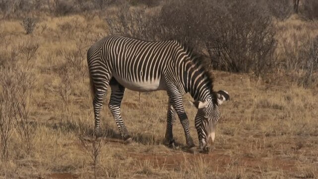 A Grevy's zebra in the Samburu savannah, Kenya