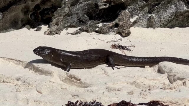 Dark-colored gecko on sandy beach of Rottnest Island Australia resembling large iguana