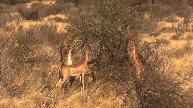 Several giraffe gazelles feed near a tree. Gerenuki from Samburu, Kenya
