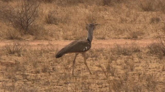 Great bustard in search of feed in Samburu, Kenya