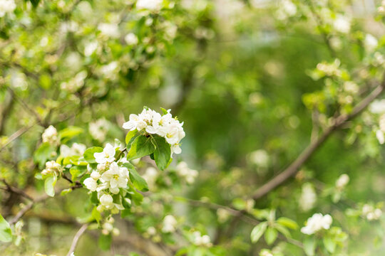 Beautiful white apple blossom branch blooming in spring orchard. Soft focus background with lush green trees.