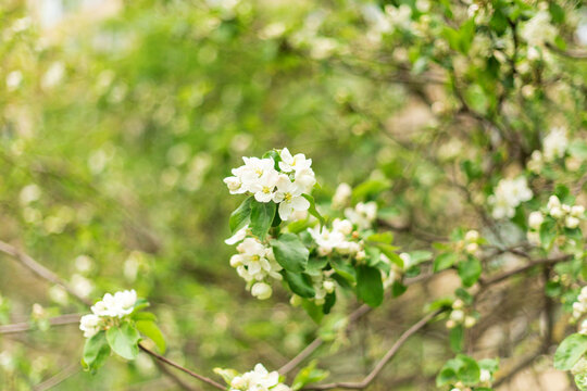 Beautiful white apple blossoms blooming on a branch with vibrant green leaves. Soft focus blurred background.