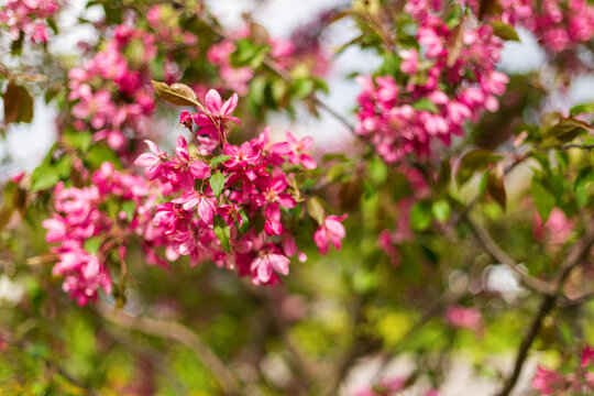 Beautiful pink crabapple tree blossoms blooming on branch in sunny garden. Lush spring floral background with soft bokeh. Selective focus photography.