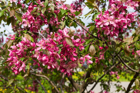 Vibrant pink ornamental apple tree branches blooming in spring park. Close up dense floral texture of malus blossoms. Natural background for your projects.