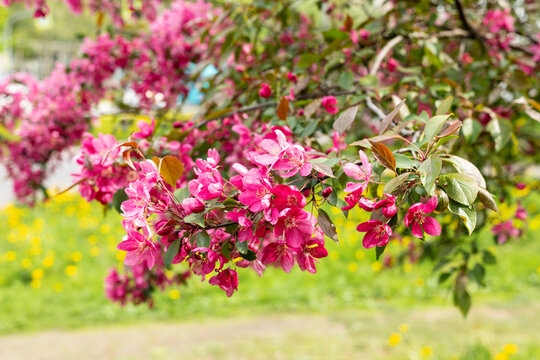 Rich clusters of deep-pink blossoms drape the branches of decorative apple tree. Fresh green leaves provide textural contrast. Soft focus background enhances the springtime mood.