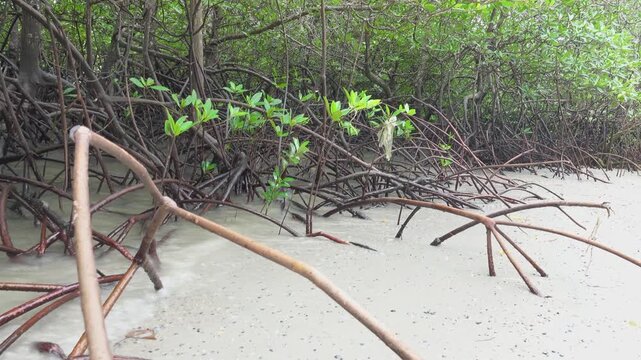 Mangrove forests at low tide. Thailand. The Andaman Sea. Bruguiera and Rhizophora with roots supports and aerial roots prevails