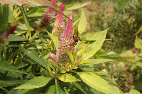 A potter wasp (Rhynchium brunneum) extracting nector from Celosia, cockscomb or woolflower 